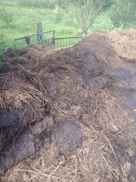 Продам гній коров'ячий і свинячий