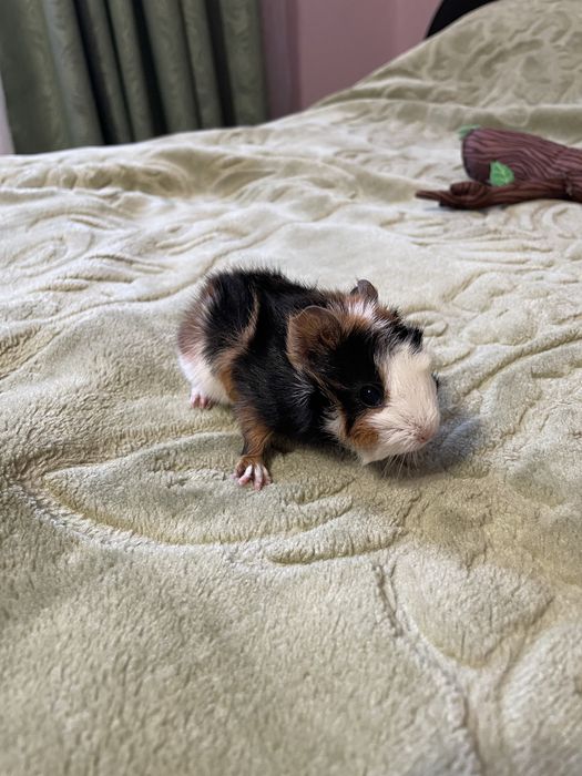 Морські свинки (гризуни)