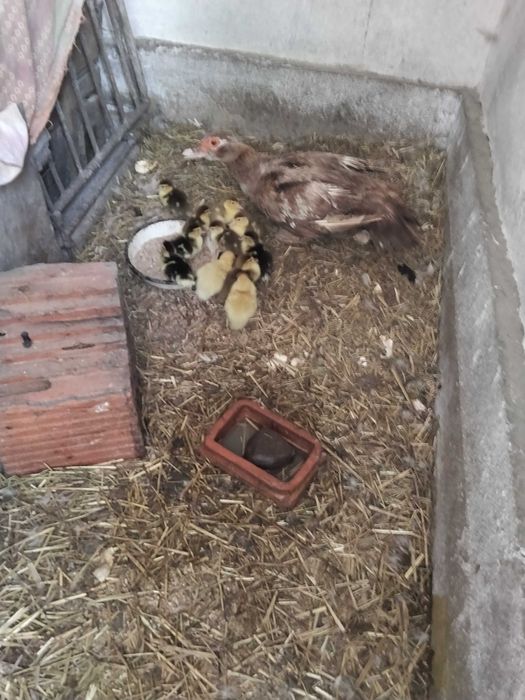 Sprzedam pisklęta kaczek