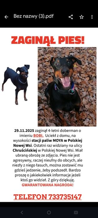 Zaginął pies 4-letni doberman