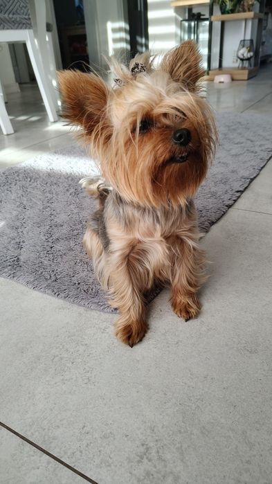 Yorkshire terrier Suczka/Piesek