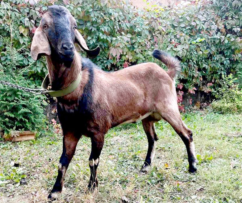 Англо-нубийский козлик вязка