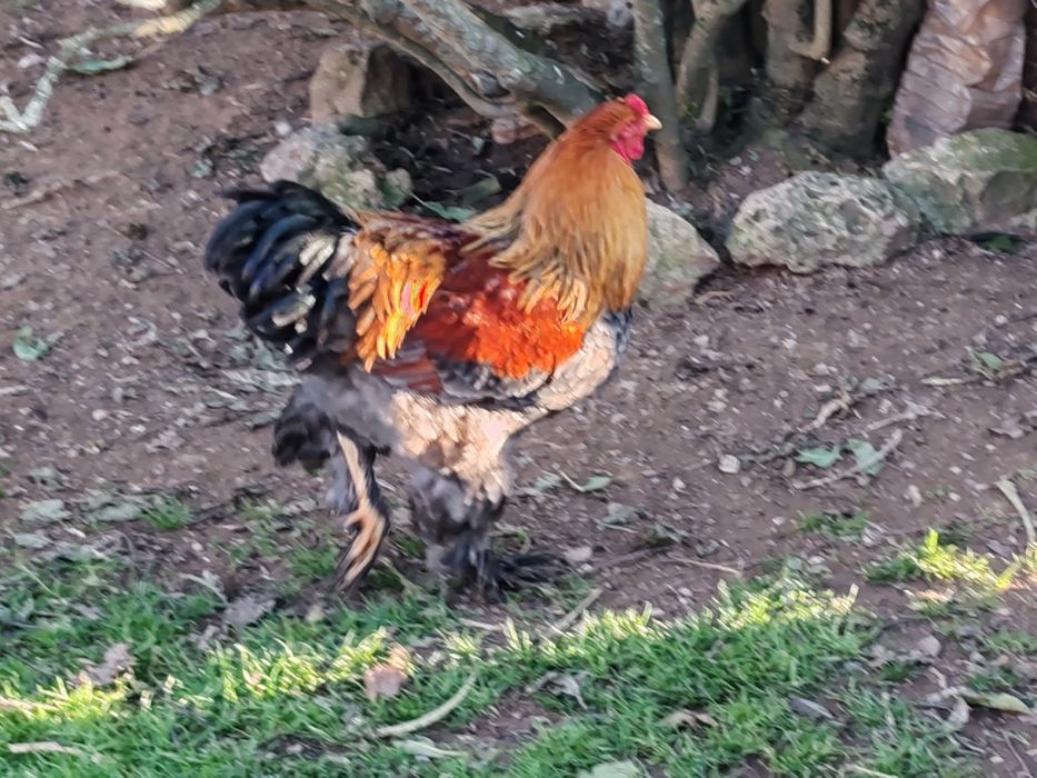 Galo Brahma perdiz azul dourado