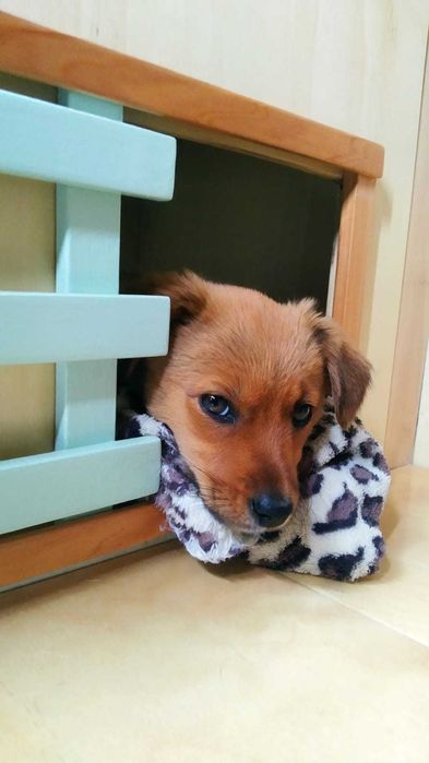 Fiat Ducato Maxi 2018 Especial Dormitório