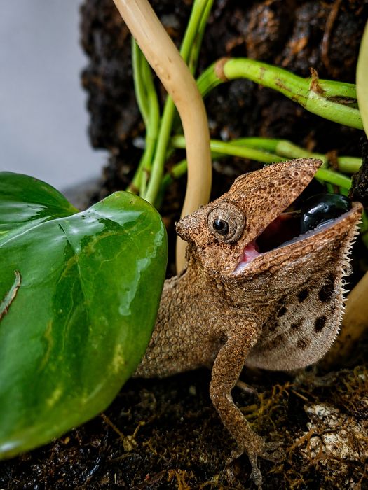 Anolis brodaty- nsex