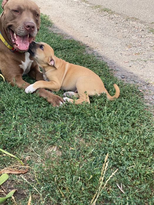 Пітбуль на вʼязку (розвʼязаний)