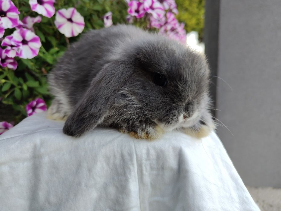 Mini Lop królik gotowe do odbioru