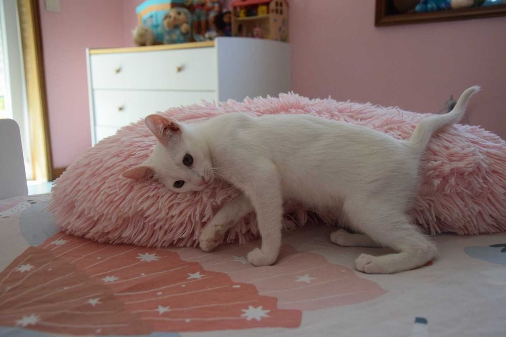 Gatinhos bebés para adopção responsável