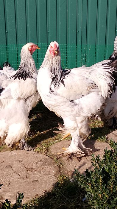 Півні.Світла брама.