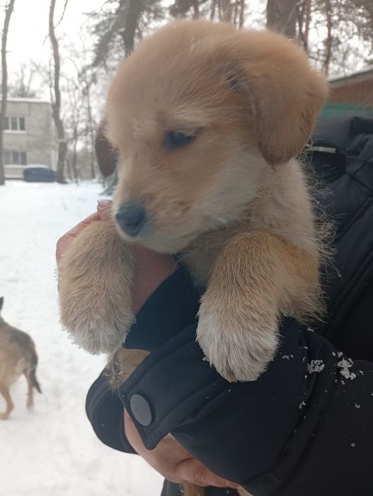 Віддамо цуценят в хороші руки.