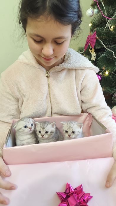 Шотландські кошенята , skottish fold