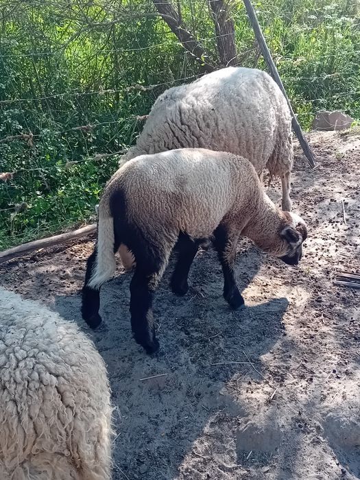Borrego com 2 meses