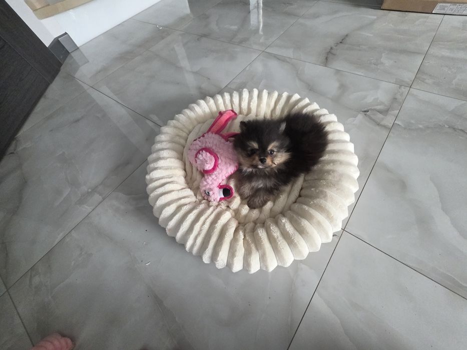 Szpic miniaturowy chlopak