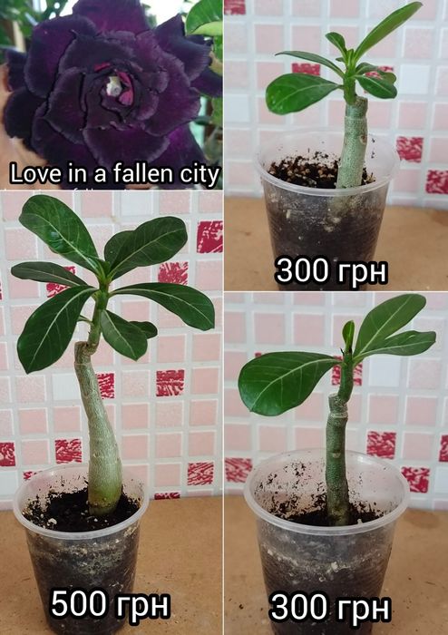Аденіум щеплений Amaryllis