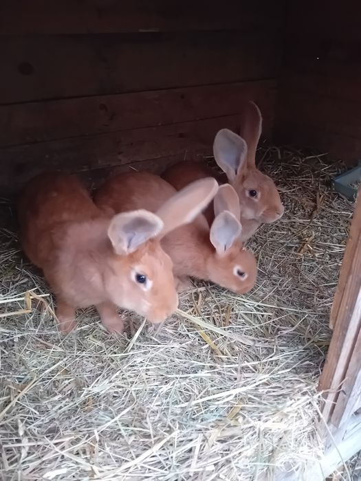 Sprzedam samice burgunda z młodymi 8 szt