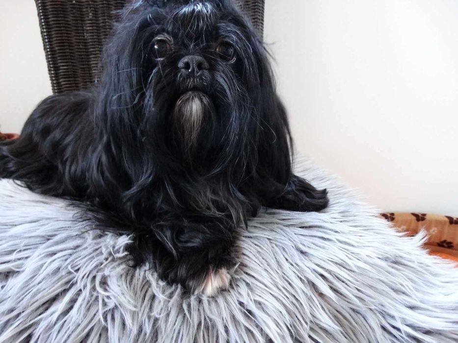 Shih Tzu Sunia Piękności