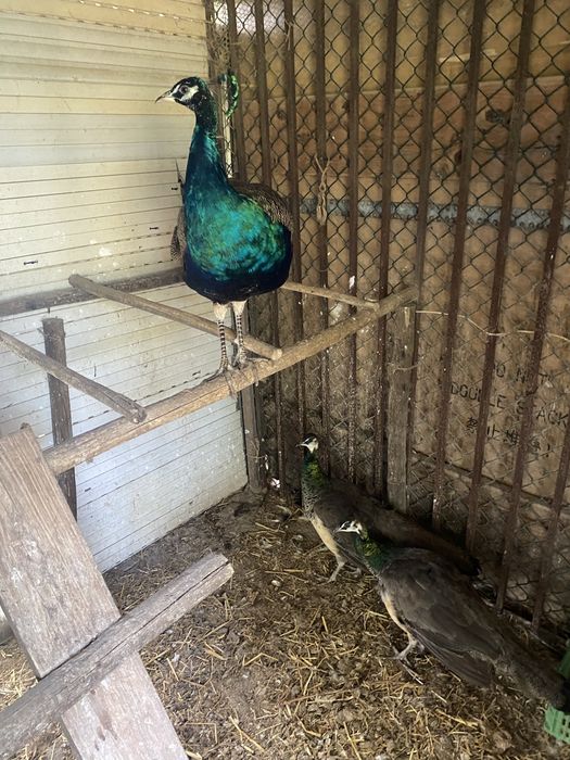 Vendo trio de pavões