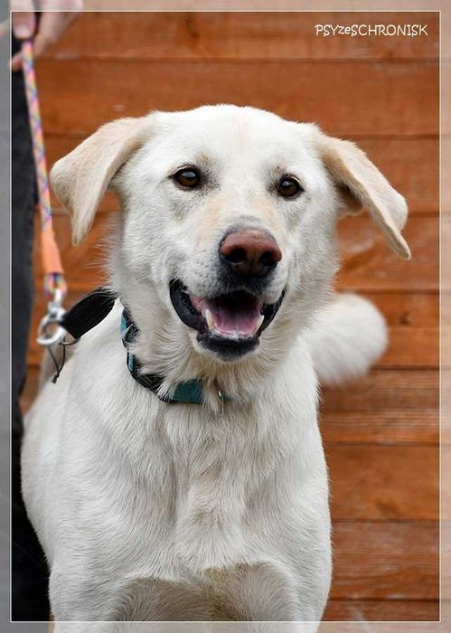 Bohun – śliczny, sympatyczny młodziak pozna swoją rodzinę