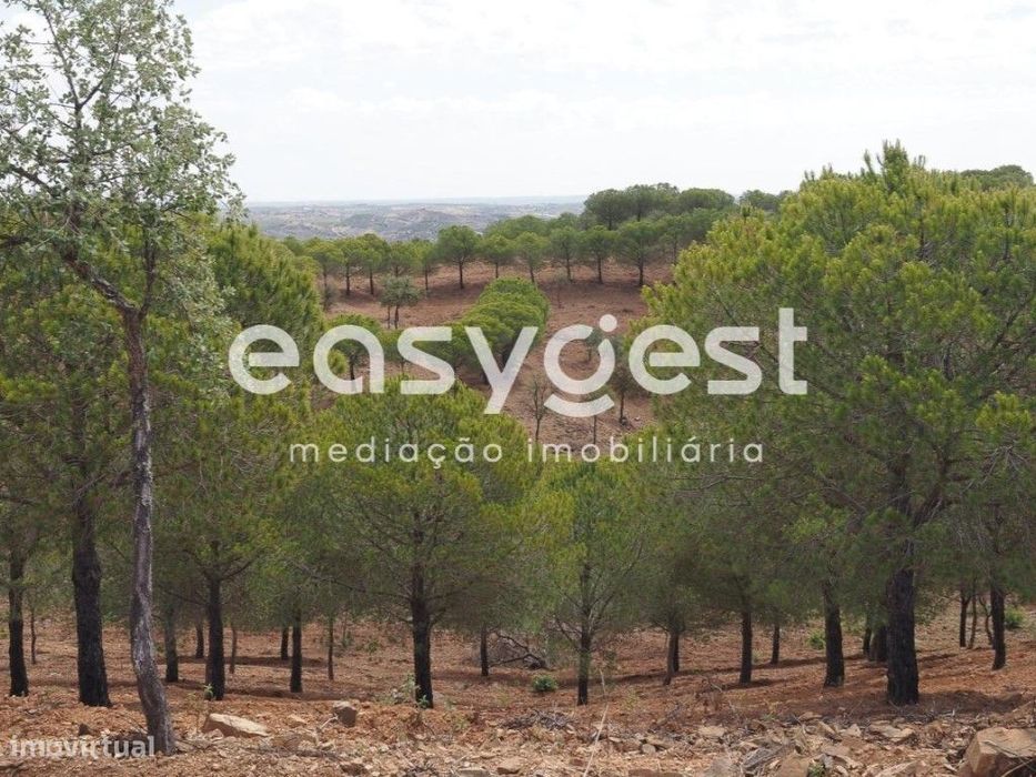 Terreno agrícola com pinheiros, oliveiras e sobreiros em Atalaias