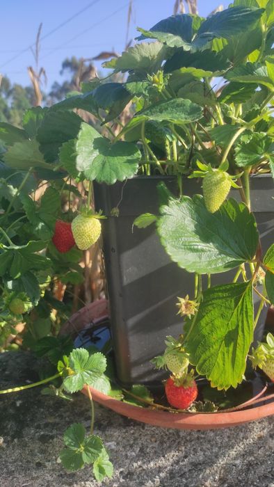 Morangueiros( Gigante, Branco, Silvestre, San Andreas, etc..)