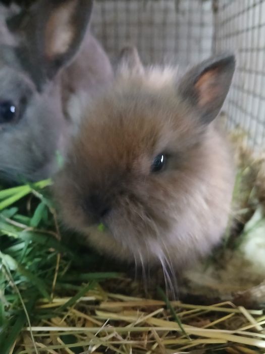 Krolik miniatura
