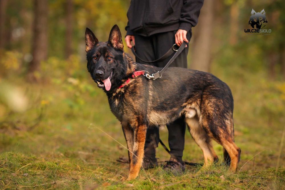 Tagar 4 letni owczarek niemiecki do adopcji z fundacji