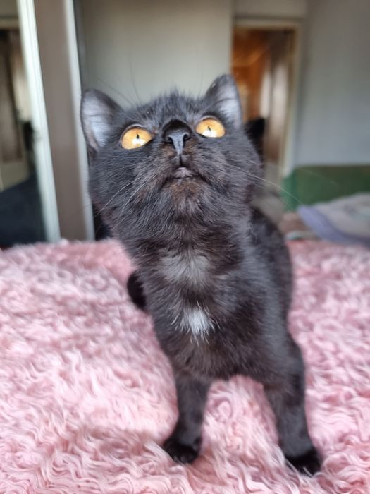 Маленька чорна киця шукає родину