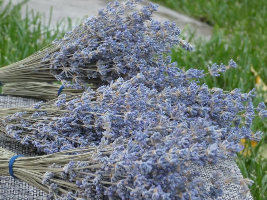 Лаванда сушена, ароматний букетик, сухоцвіт, чай,