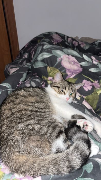 Roczna kotka do adopcji
