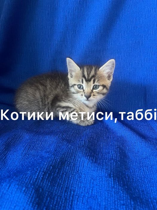 Маленькі котики чекають на люблячу родину