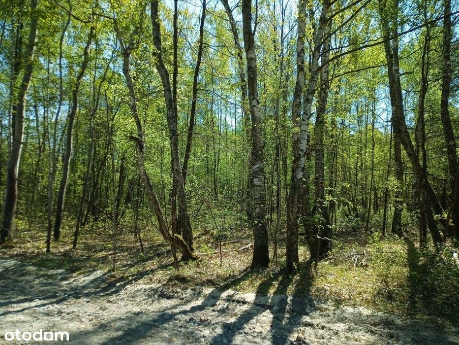 Działka budowlana 2300 m² | Grabina (gmina Chynów) | Bezpośrednio