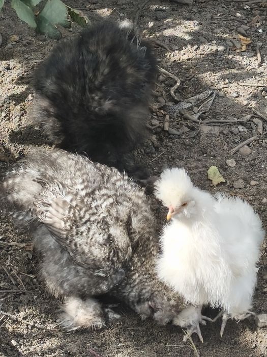 Silka Kurka  i   kogut