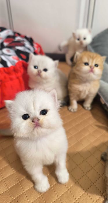 Kot brytyjski Srebrny