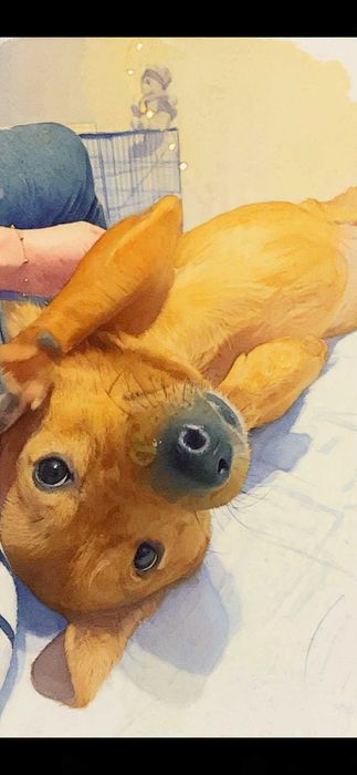 Miki do adopcji  12kg wiek 3 lata