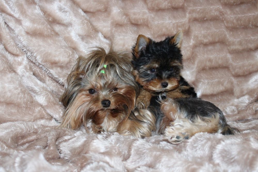 Продам щенков Йорка