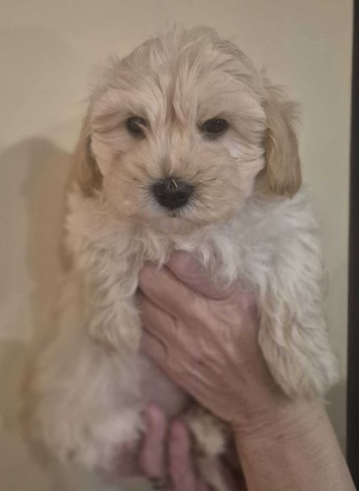 Maltipoo Piesek Gotowa do Odbioru