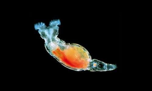 Продам акПродам культуру пресноводной коловратки,раки, рыбок