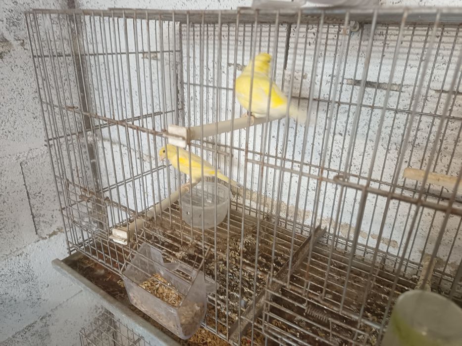 Canários e gaiolas