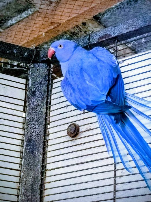 Aleksandretty-aleksandretta fiolety