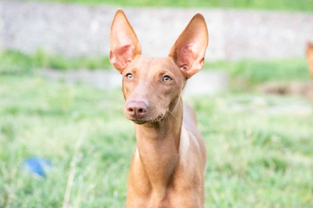 Купити щеня рідкісної породи