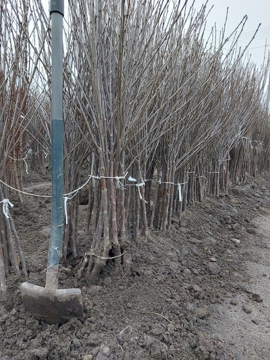 Wiśnia nefris wiśnia  wisnie łutówka