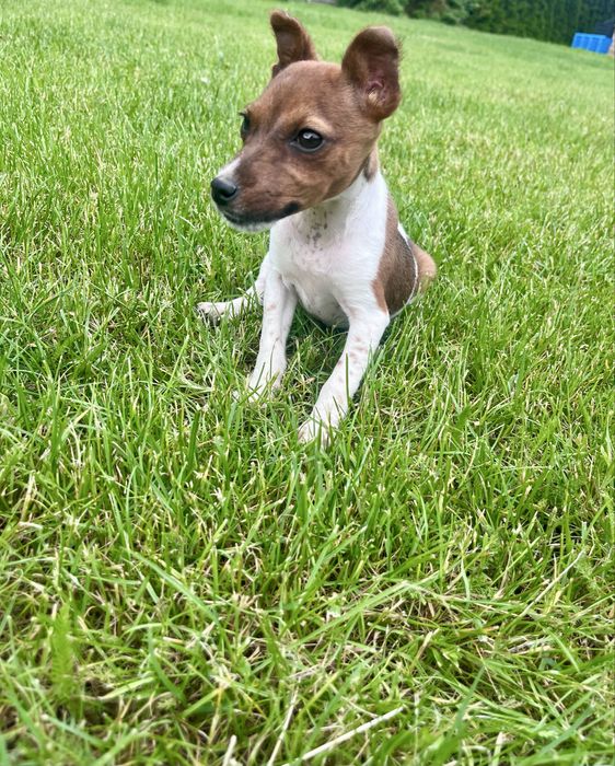 Jack Russell Terrier suczka