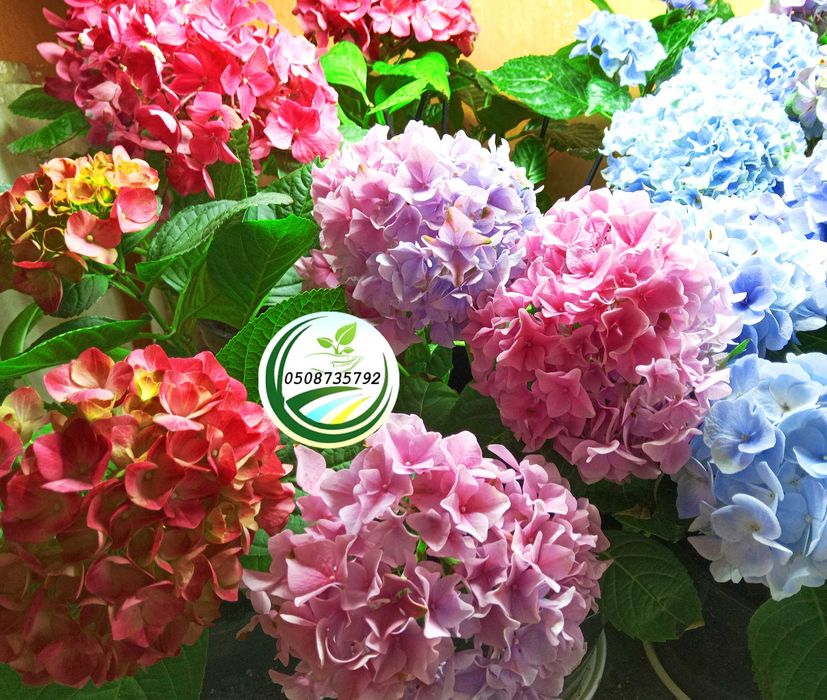 Саджанці - кущі гортензії широколистої "Червона"