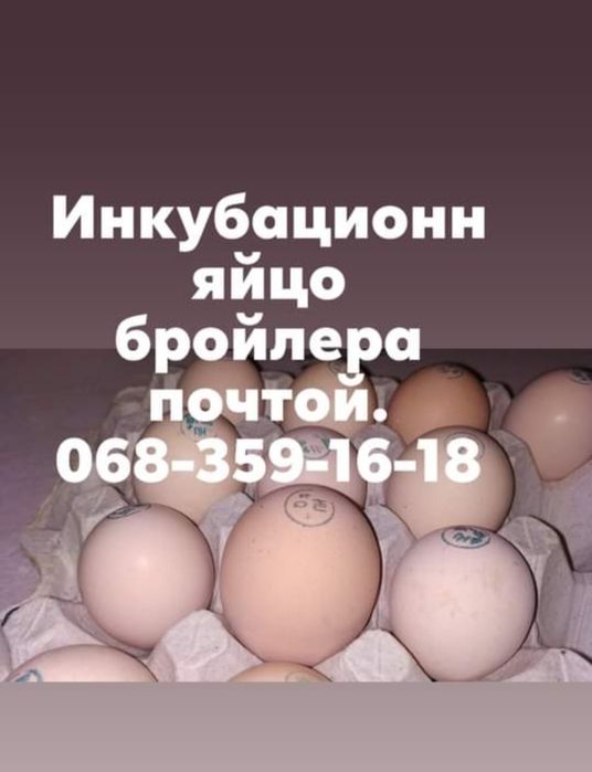 Інкубаційне яйце бройлер
