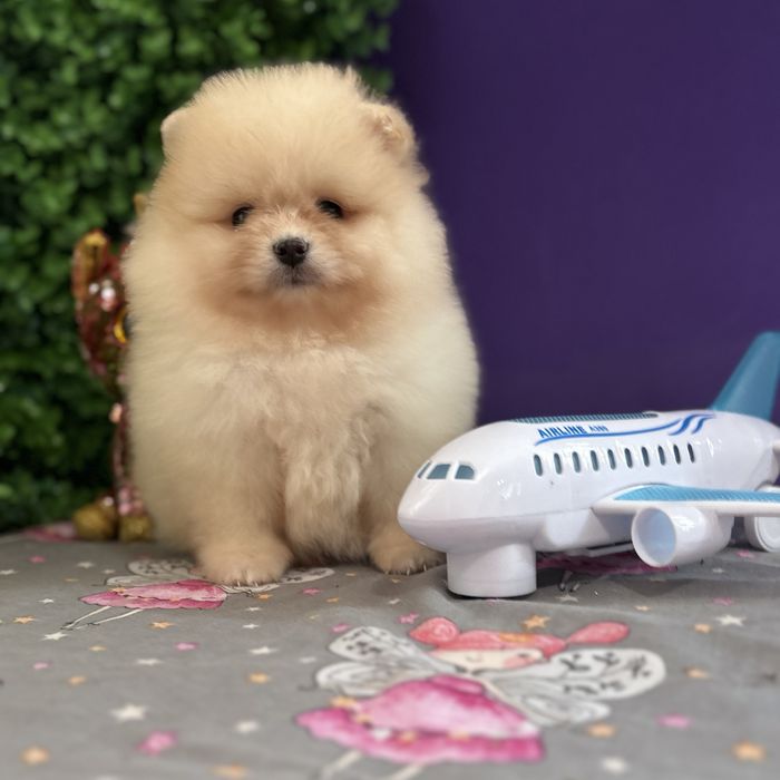 лялькова дівчинка тип ведмедика