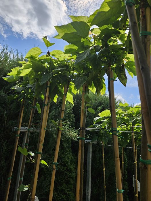 Tuja Tuje szmaragd 70 cm