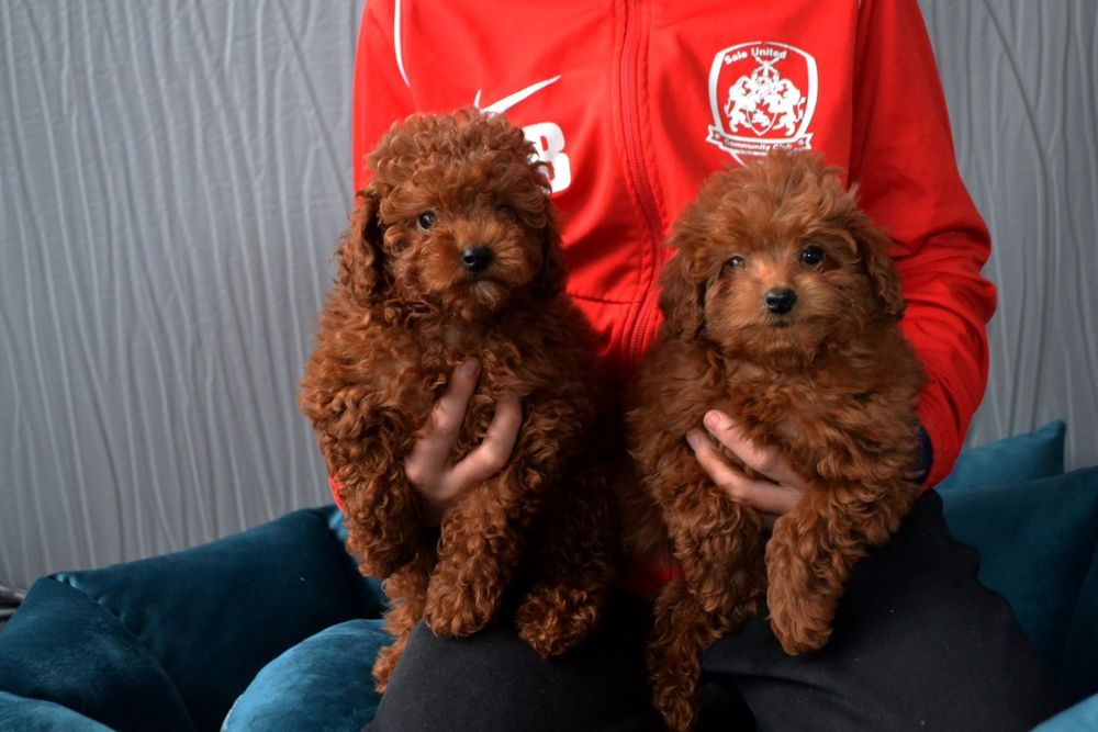 Хлопчики   той пудель Ред браун .