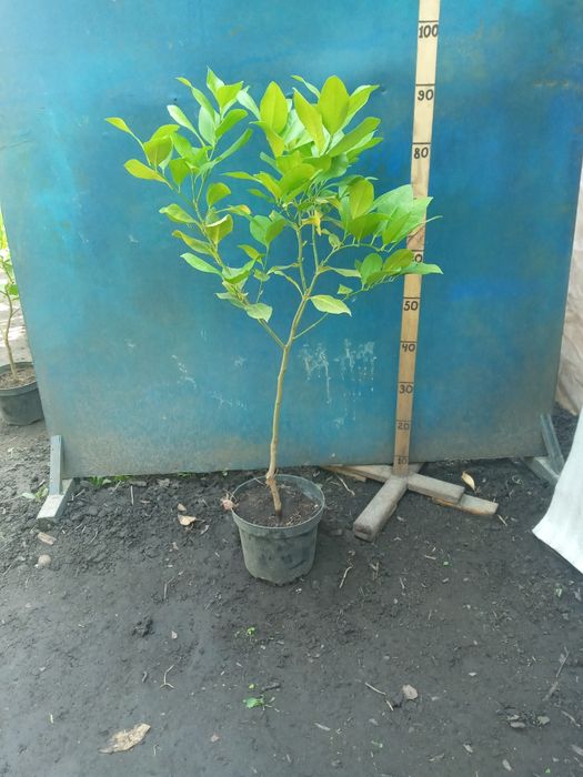 Лимон штамб Павловский