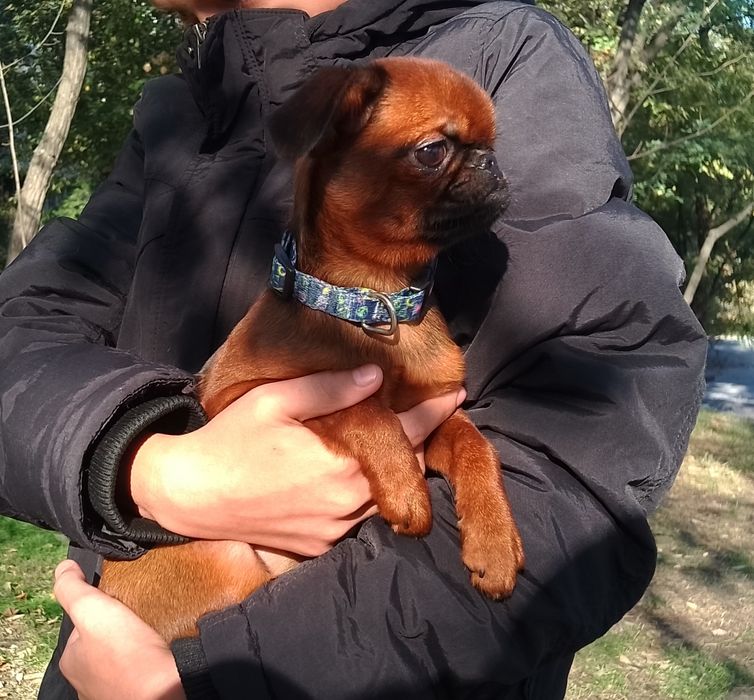 малий брабансон (гриффон), цуценята