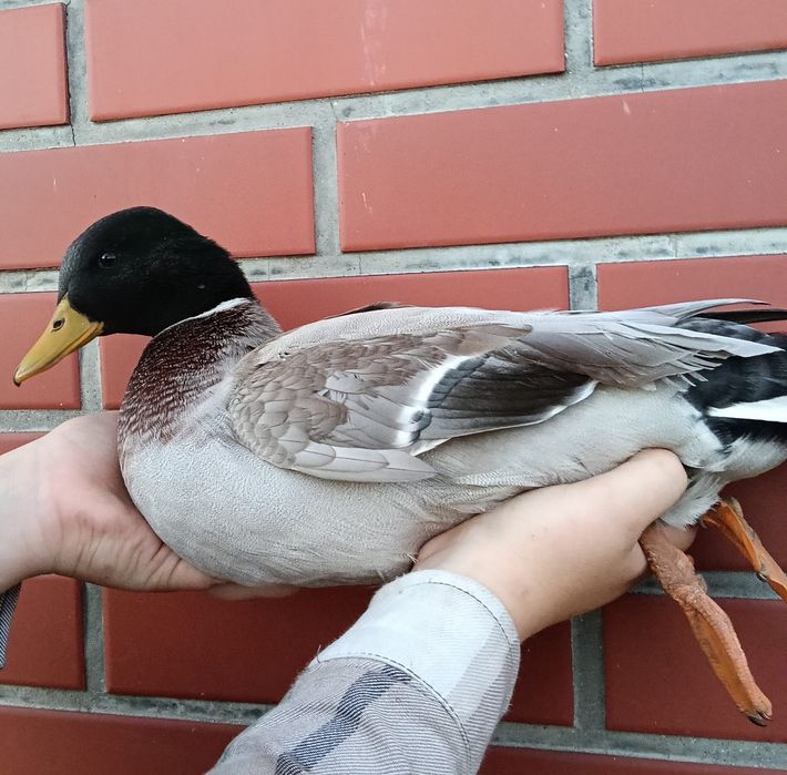 Kaczki call duck